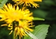 kachla_2012_1231