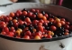 kachla_1155