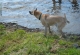 Kachla_2016_0304