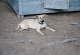 Kachla_2016_0348