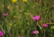 kachla_2017_0373