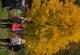 2_den (105)