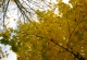 3_den (61)